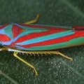 Graphocephala sp1