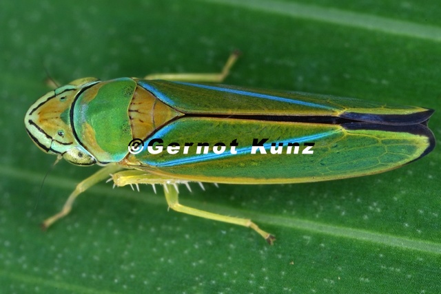 Graphocephala_sp3.jpg