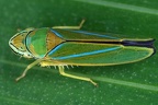 Graphocephala sp3