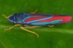 Graphocephala sp  2 2