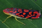 Ladoffa sp