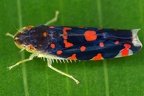 Ladoffa sp  4 2