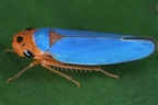 Macunolla ventralis1