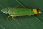 Mareja 2