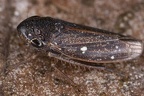 Oragua sp  5 2