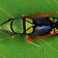 Pamplonoidea yalea