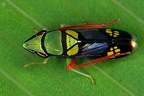 Pamplonoidea yalea