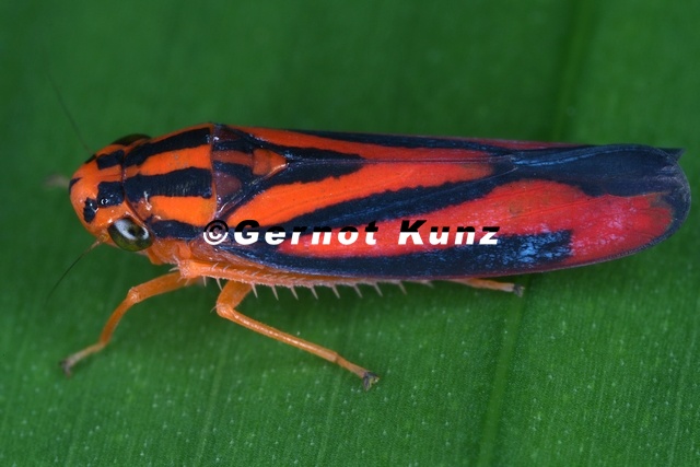Sisimitalia_infulata1.jpg