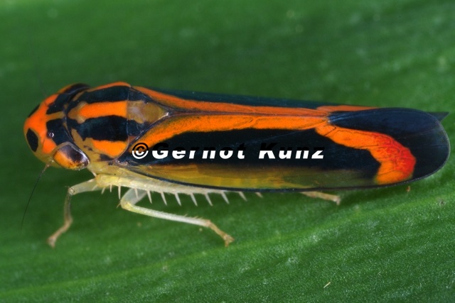 Soosiulus_fucatus_5.JPG