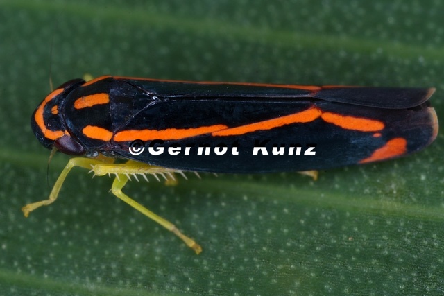 Soosiulus_sp__6_2.jpg