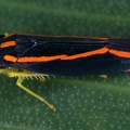 Soosiulus sp  6 2