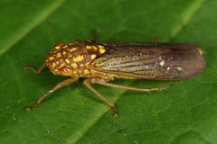 Egidemia