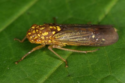 Egidemia
