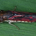 Homalodisca 2