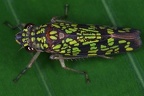 Paracrocampsa aulaeata2 2