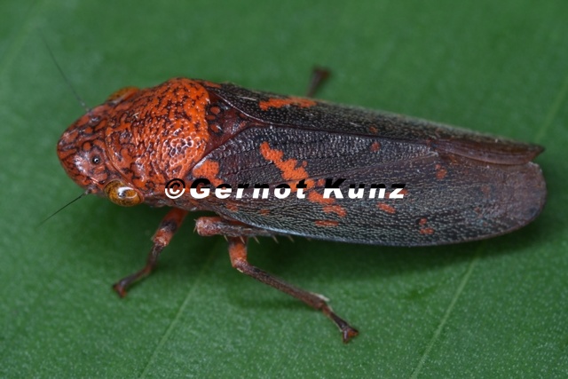 Paraulacizes_figurata.JPG