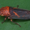 Paraulacizes figurata
