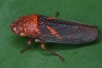 Cicadellinae