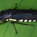 Pseudophera contraria 3 2