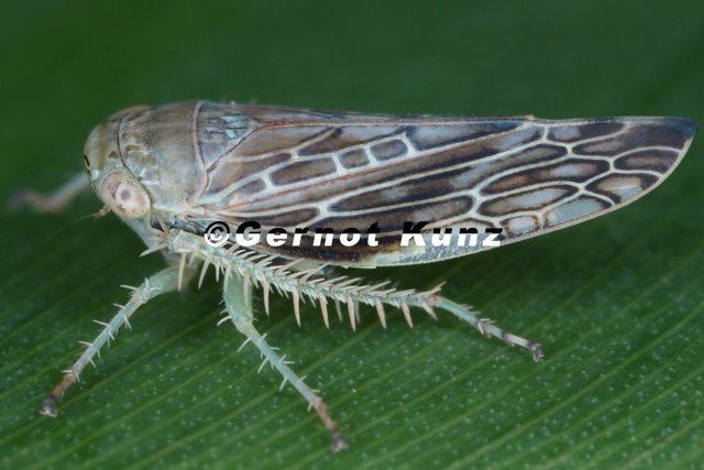Actinopterus sp  cf9 2