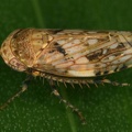 Menosoma sp
