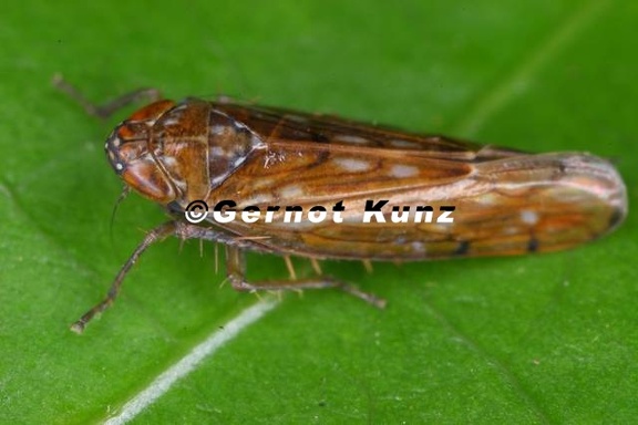 Osbornellus