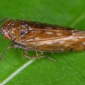 Osbornellus