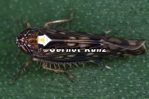 Osbornellus2