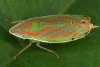 Spangbergiella sp  3 2
