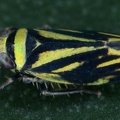 Stirellus2
