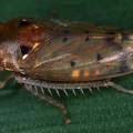 IMG 3085 2