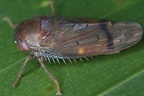 IMG 6567 2