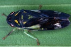 Gypona (Marganalana) sp. 13.2