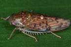 IMG 7560 2