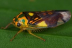 IMG 7999 2