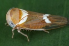 Idiocerinae