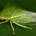 Proranus adspersipennis
