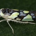 Protalebrella brasiliensis