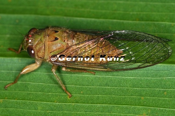 Carineta sp 6 2