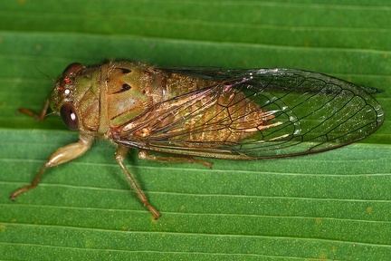 Carineta sp 6 2