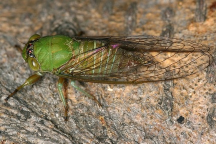 Herrera ancilla 76 2