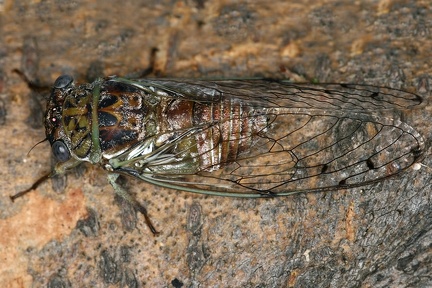 Pacarina 23 2