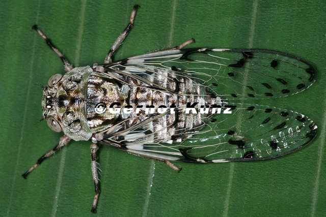 Proarna insignis 9 2 - Proarna_insignis_9_2.jpg Proarna_insignis_9_2.jpg