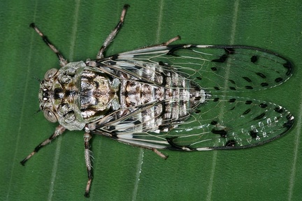 Proarna insignis 9 2