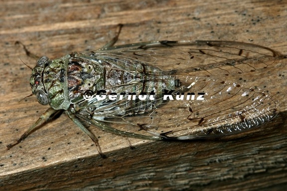 Proarna sp 3 2
