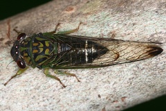 Selymbria pluviali 8 2