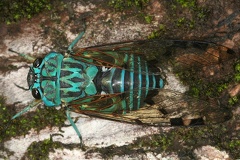 Zammara smaragdula 1 2