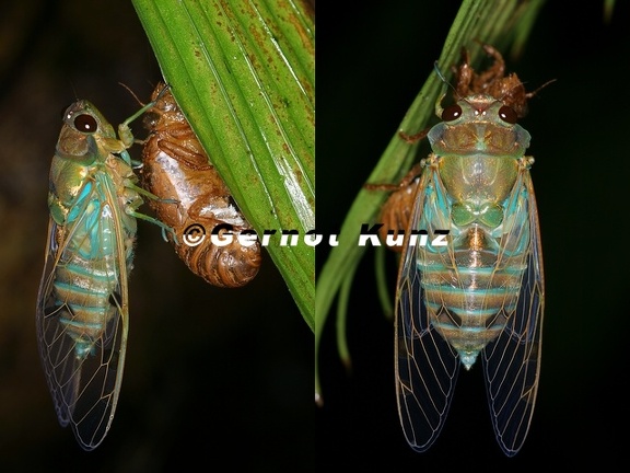 Zammara smaragdula 85 2