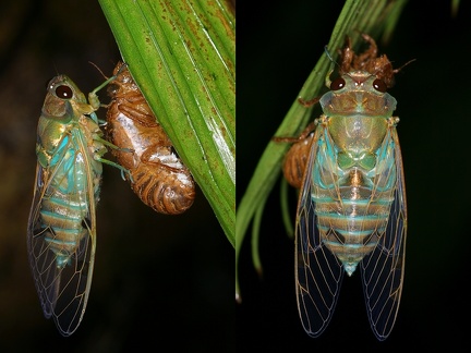Zammara smaragdula 85 2