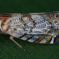 Bothriocerodes variegata 8 2